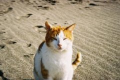 A ginger boy wild cat I snapped on the beach in Crete in winter