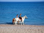 Horse Riding Tour in Southern Island