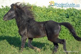 Rhodian Pony