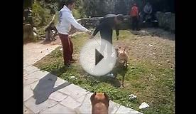 Pit bull show Sajmo G 2015 Dogs activities athens greece